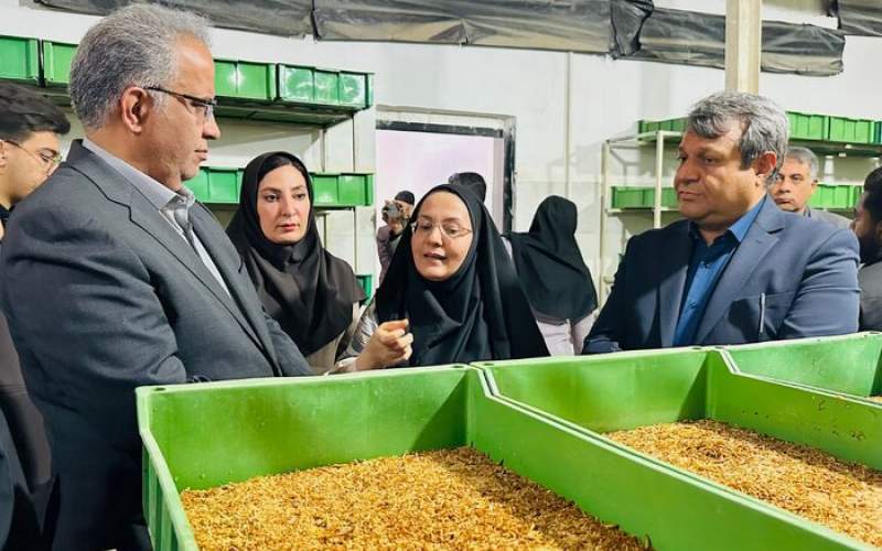 پرورش میل‌ورم ظرفیت مناسب اشغالزایی روستایی