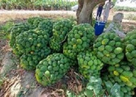 برداشت ۱۲ هزار تن انبه در سیستان‌وبلوچستان