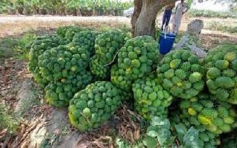 برداشت ۱۲ هزار تن انبه در سیستان‌وبلوچستان