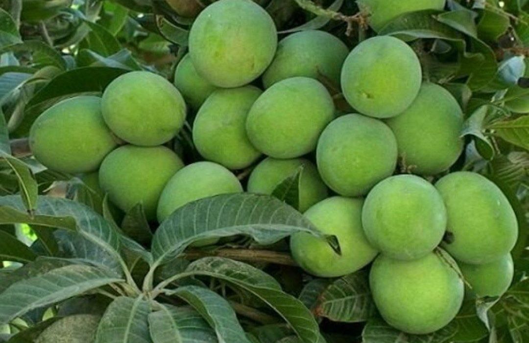 میوه‌های تابستانی راسک میهمان سفره زمستانی