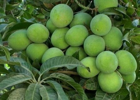 میوه‌های تابستانی راسک میهمان سفره زمستانی