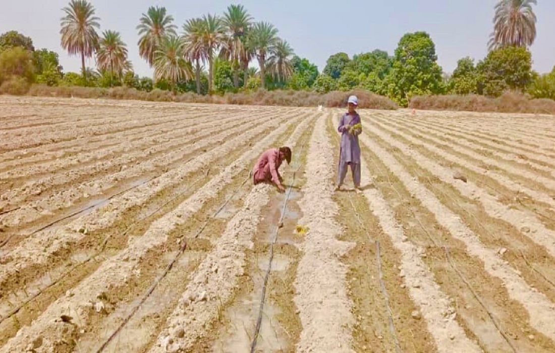 تولید ۵۸ هزار تن پیاز در جنوب شرق کشور