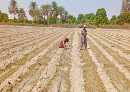 تولید ۵۸ هزار تن پیاز در جنوب شرق کشور