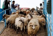 سراوان مسیری مطمئن برای تجارت دام