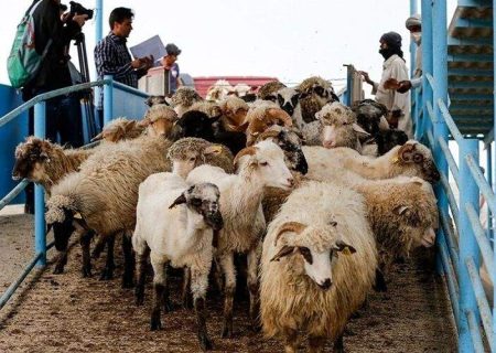 سراوان مسیری مطمئن برای تجارت دام