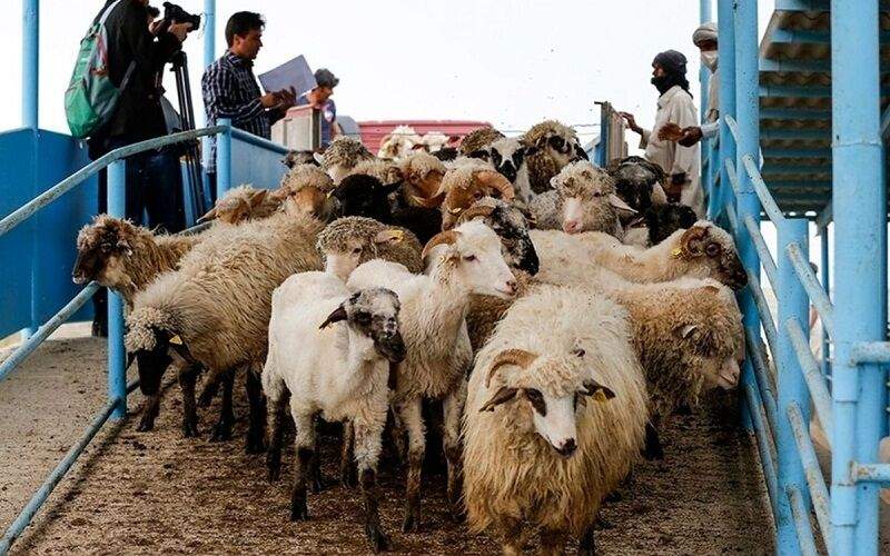 سراوان مسیری مطمئن برای تجارت دام