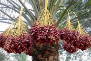 سیستان‌وبلوچستان قطب نخست تولید خرما در کشور