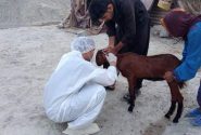 بیش‌ از ۱۳ هزار راس دام واکسینه شدند