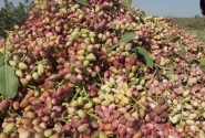 سیستان‌‌وبلوچستان قطب نوین پسته ارگانیک