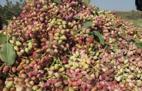سیستان‌‌وبلوچستان قطب نوین پسته ارگانیک