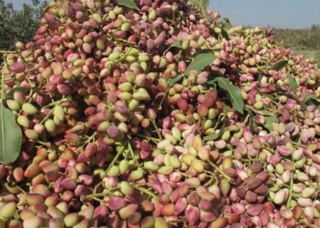 سیستان‌‌وبلوچستان قطب نوین پسته ارگانیک