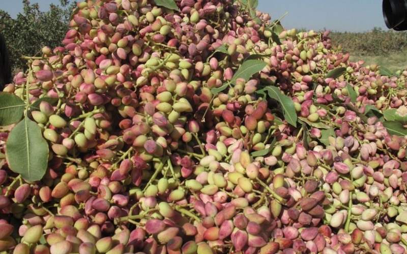 سیستان‌‌وبلوچستان قطب نوین پسته ارگانیک