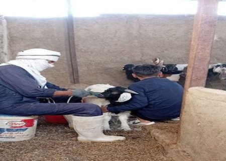 واکسینه دام‌های شهرستان زهک علیه بیماری آبله