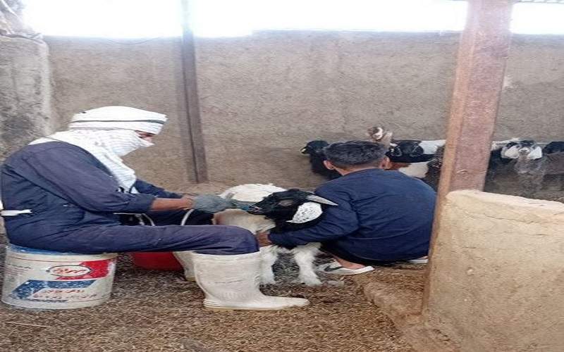 واکسینه دام‌های شهرستان زهک علیه بیماری آبله