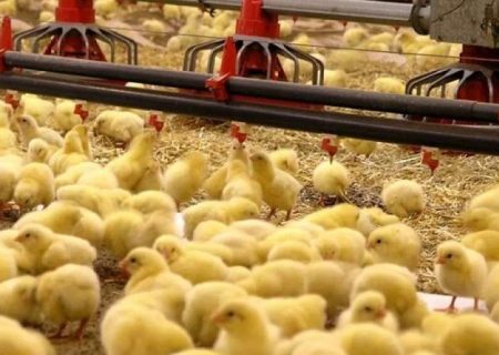 افزایش میزان جوجه‌ریزی در سیستان‌وبلوچستان