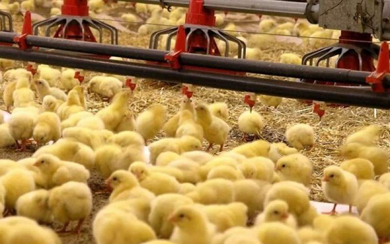 افزایش میزان جوجه‌ریزی در سیستان‌وبلوچستان