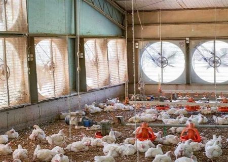 تولید ۲۴ هزار تن مرغ در سیستان‌وبلوچستان