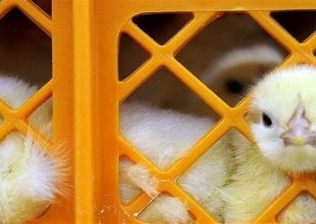 توزیع ۶ هزار جوجه مرغ بومی