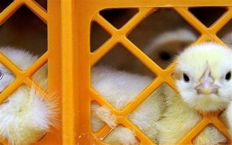 توزیع ۶ هزار جوجه مرغ بومی