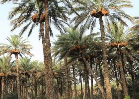 اتمام برداشت خرما در سیب و سوران