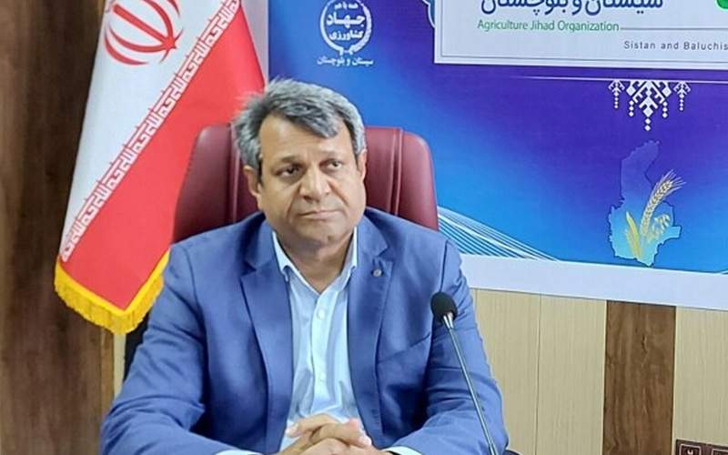 برداشت ۲ میلیون تن محصول پاییزه در سیستان‌وبلوچستان