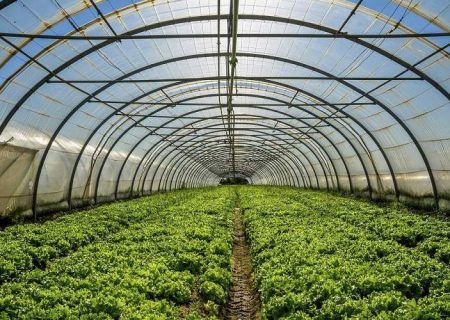 برداشت ۲۵ هزار تن محصول گلخانه‌ای در سیب‌وسوران