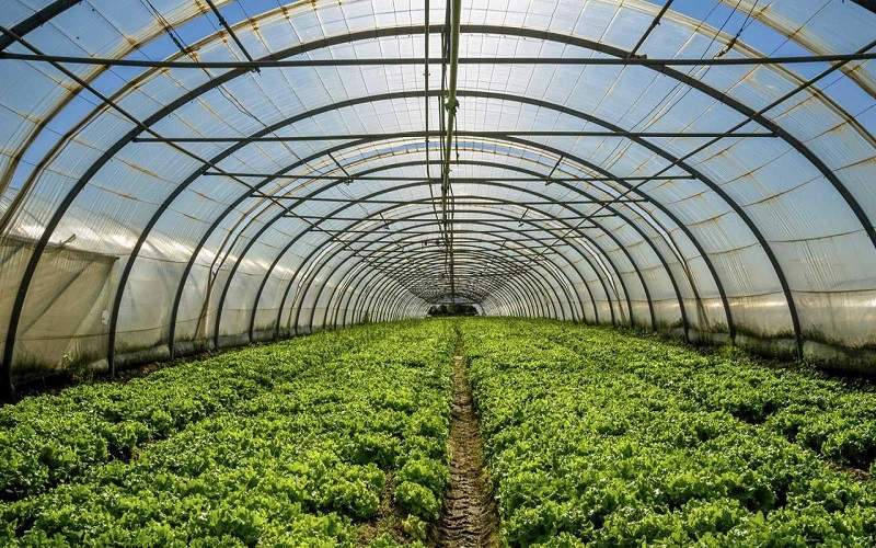 برداشت ۲۵ هزار تن محصول گلخانه‌ای در سیب‌وسوران