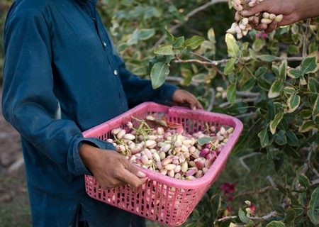 برداشت ۳۱۰۰ تن پسته از باغات تفتان