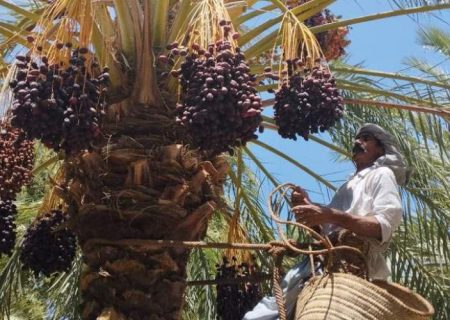 تولید بیش از ۴۸۰۰ تن خرما در فنوج