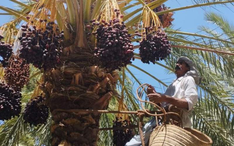 تولید بیش از ۴۸۰۰ تن خرما در فنوج