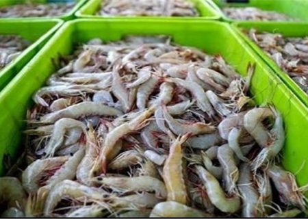 افزایش سطح زیرکشت میگو در سواحل مکران