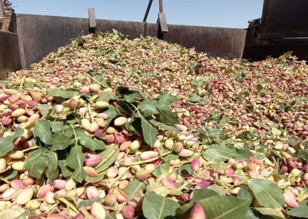 برداشت ۴۶۷۰ تن پسته از باغات زاهدان