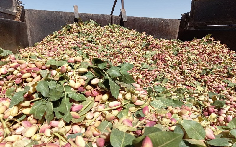 برداشت ۴۶۷۰ تن پسته از باغات زاهدان