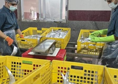 صادرات محصولات دریایی سیستان‌وبلوچستان