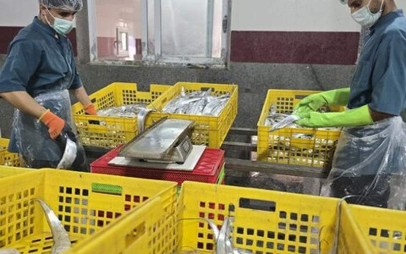 صادرات محصولات دریایی سیستان‌وبلوچستان