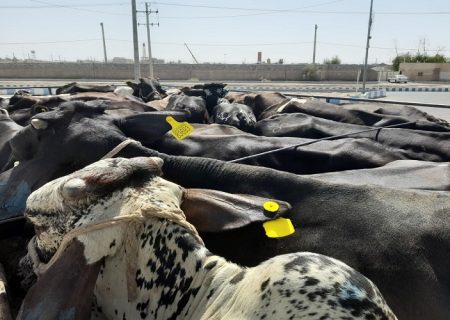 واردات دام از مرز تنها با مجوز دامپزشکی