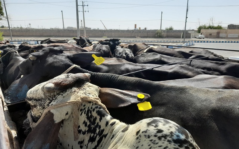 واردات دام از مرز تنها با مجوز دامپزشکی