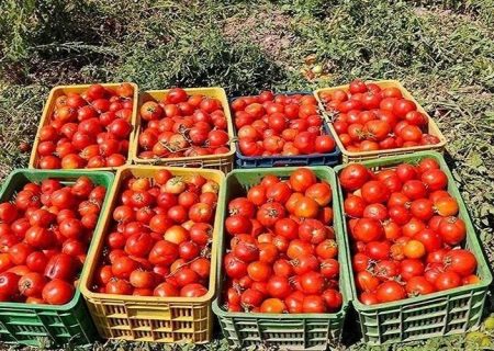 برداشت گوجه فرنگی خارج از فصل در تفتان