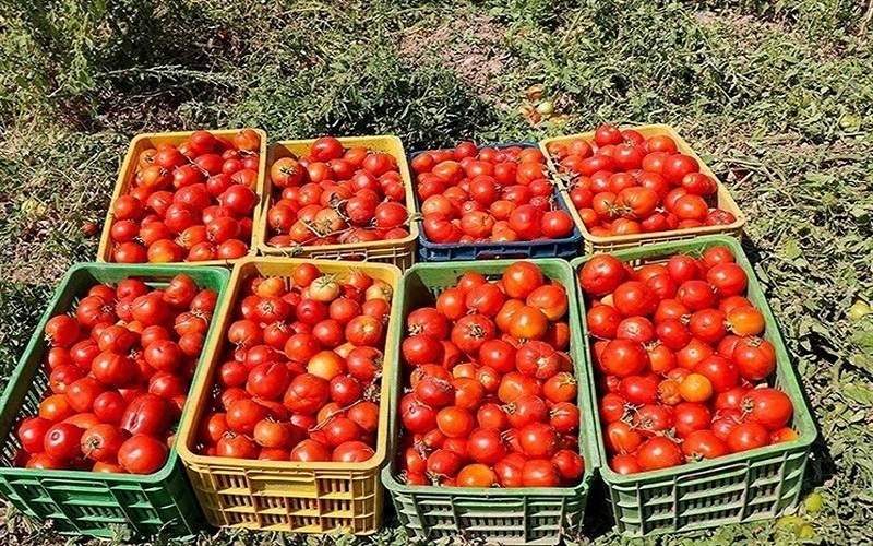 برداشت گوجه فرنگی خارج از فصل در تفتان