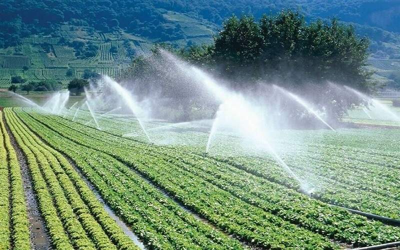 حرکت به سوی خودکفایی بذری در سیستان‌وبلوچستان