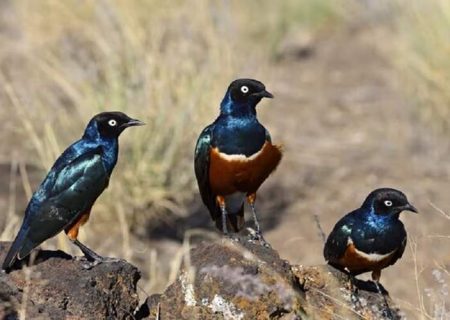 آغاز پایش زیستگاه‌های پرندگان در سیستان‌وبلوچستان