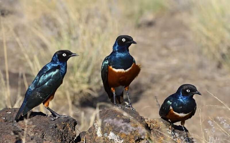 آغاز پایش زیستگاههای پرندگان در سیستانوبلوچستان