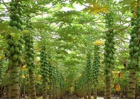 کشت ۳۰ هکتار پاپایا در سرباز