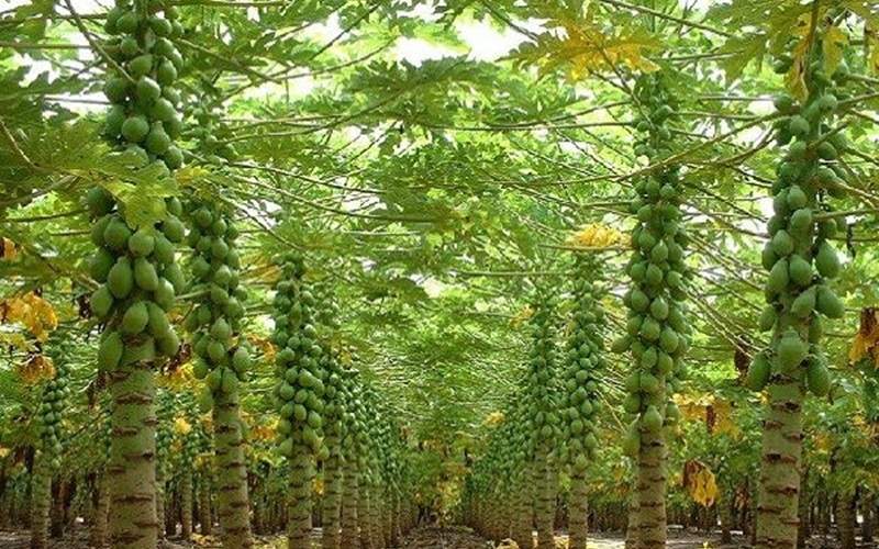 کشت ۳۰ هکتار پاپایا در سرباز