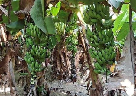 تبدیل تهدید به فرصت در شهرستان زرآباد