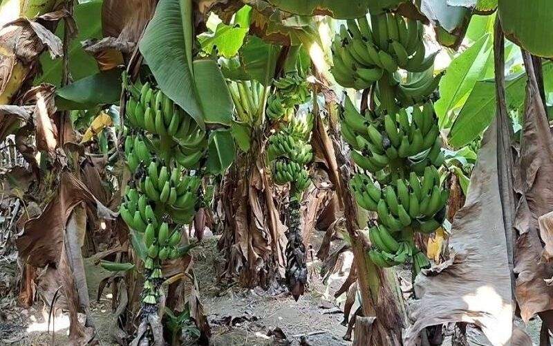 تبدیل تهدید به فرصت در شهرستان زرآباد