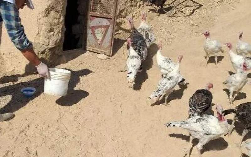 تضمین سلامت ۳۸۸ هزار قطعه طیور سیستان‌وبلوچستان