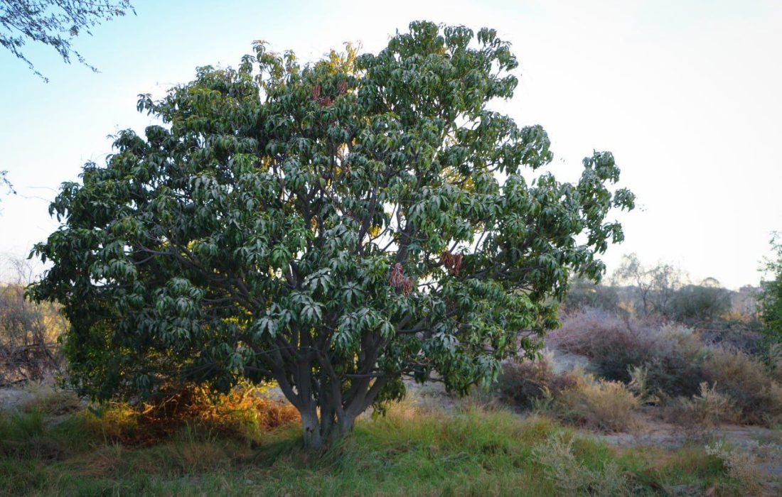 حکایت پل خسته و نخل‌های استوار در راسک