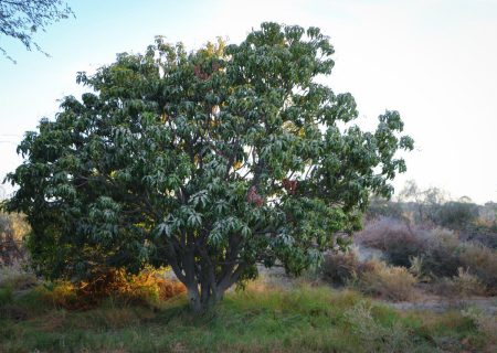 حکایت پل خسته و نخل‌های استوار در راسک