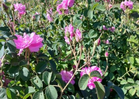 صادرات محصولات گلخانه‌ای سیستان‌وبلوچستان به بازارهای جهانی